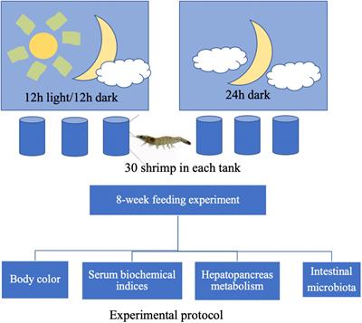 Influence of Light/Dark Cycles on Body Color, Hepatopancreas Metabolism, and Intestinal Microbiota Homeostasis in Litopenaeus vannamei